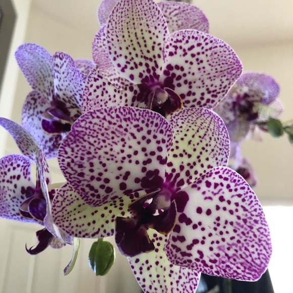 Meet your Posher, Tabitha - Picture 1 of 1